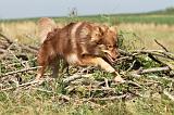 CHIEN FINNOIS DE LAPONIE 506